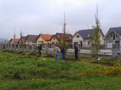 Výsadba stromov - cintorín [18.11.2014]