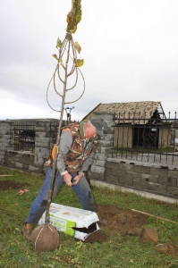 Výsadzba nových stromčekov na cintoríne [24.10.2017]
