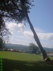 Nebezpečenstvo starých stromov - spadnutý strom v Rudoľovej záhrade [26.07.2010]