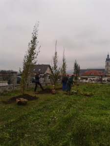 Výsadba stromov - cintorín [18.11.2014]