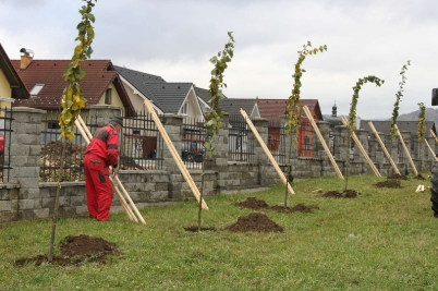 Výsadzba nových stromčekov na cintoríne [24.10.2017]