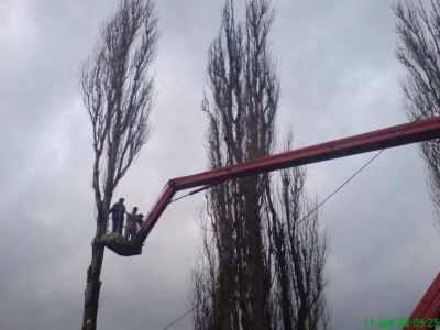 Zrezanie topoľov na Vajanského ulici [11.04.2008]