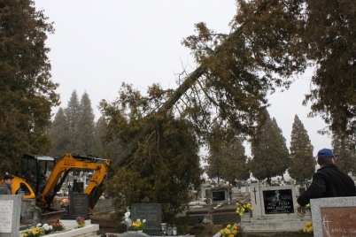 Zrezavánie nebezpečných stromov na cintoríne [02.06.2013]