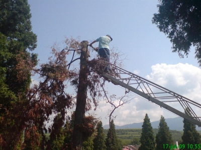 Zrezávanie suchých a ľudí ohrozujúcich stromov na cintoríne [17.07.2009]